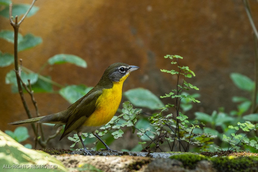 Yellow-breasted Chat - ML619312169