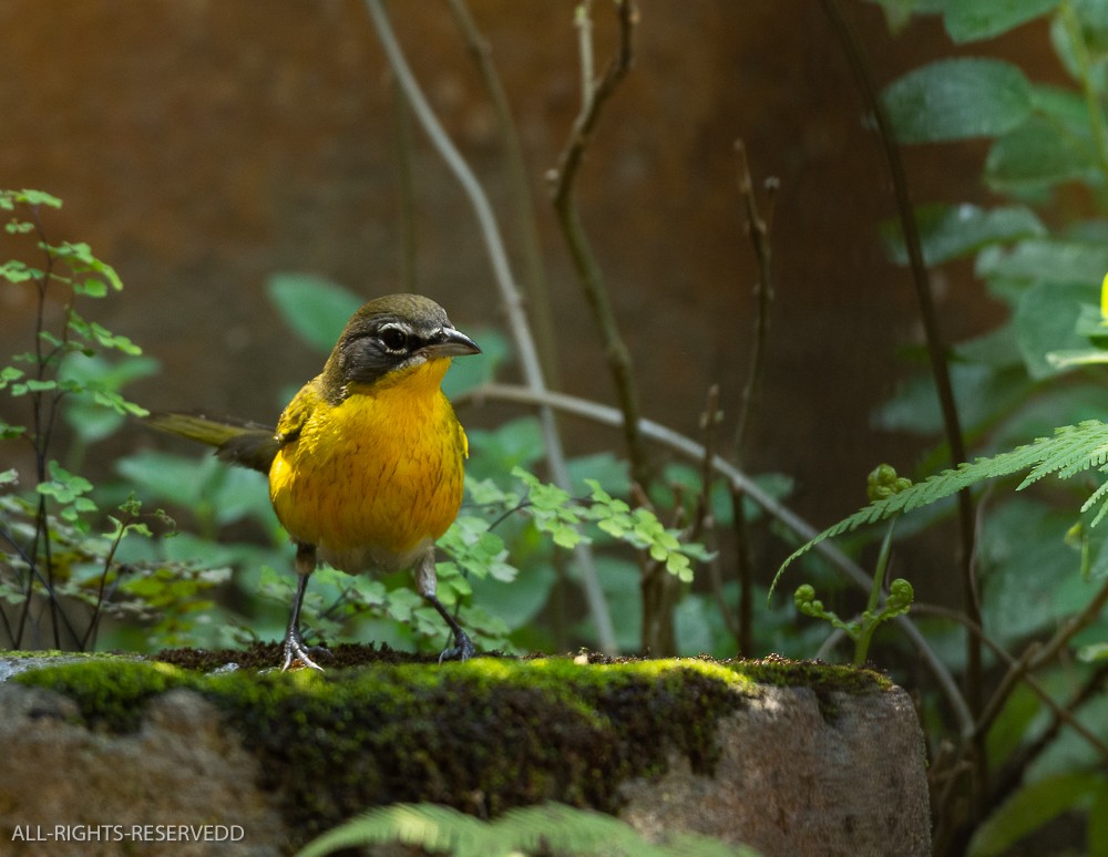 Yellow-breasted Chat - ML619312170