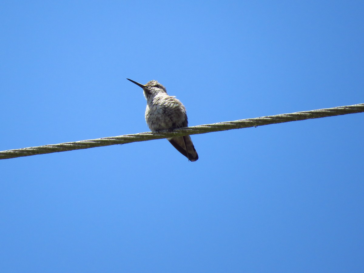 Anna's Hummingbird - ML619312203