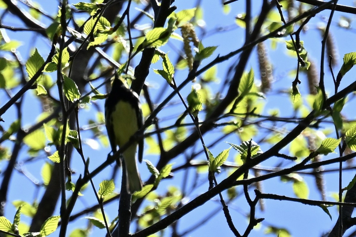 Black-throated Green Warbler - ML619312296