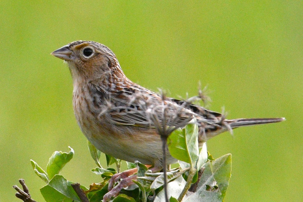 Grasshopper Sparrow - ML619312320