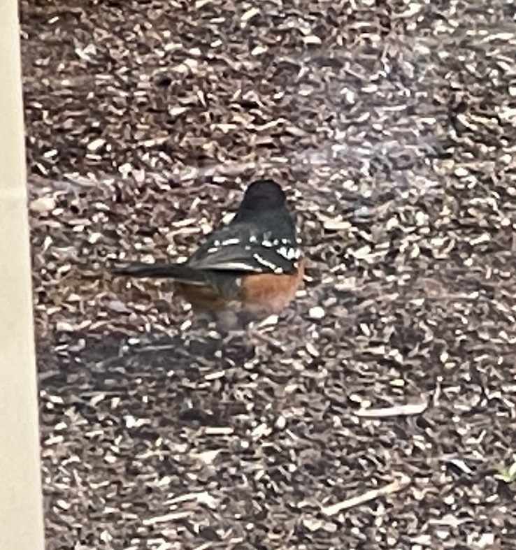 Spotted Towhee - ML619312346