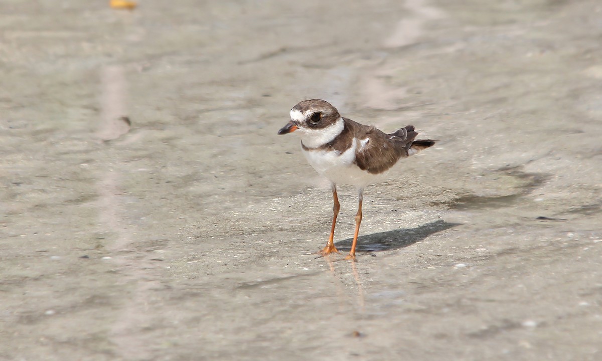 Semipalmated Plover - ML619312381