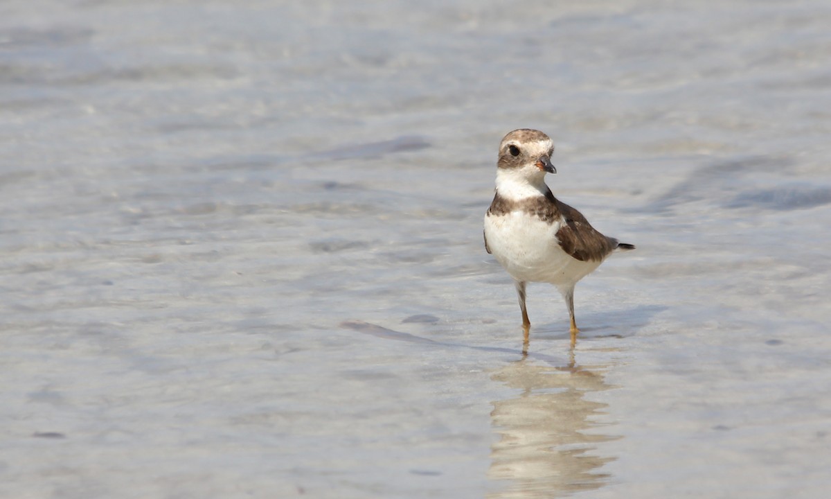 Semipalmated Plover - ML619312382