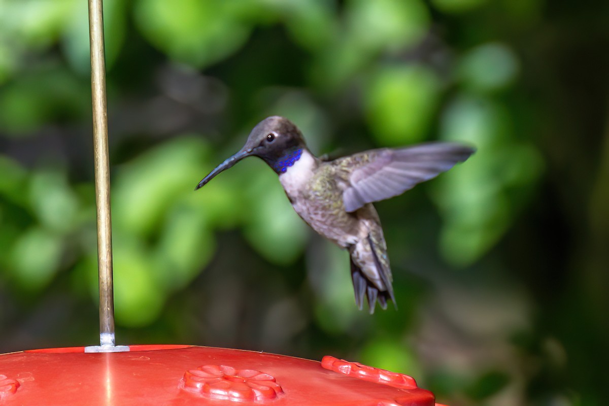 Black-chinned Hummingbird - ML619312456