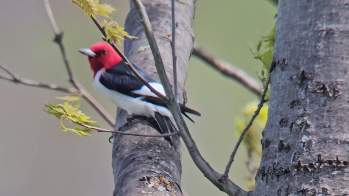 Red-headed Woodpecker - ML619312512