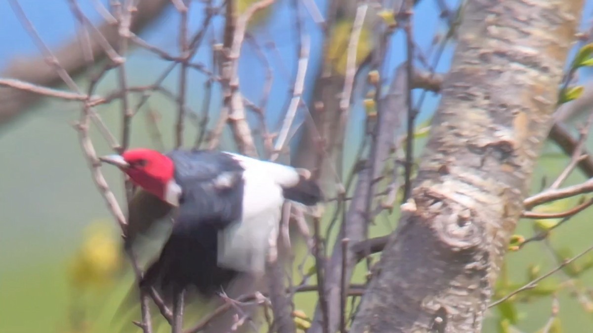 Red-headed Woodpecker - ML619312513