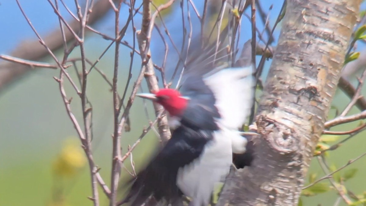 Red-headed Woodpecker - ML619312515