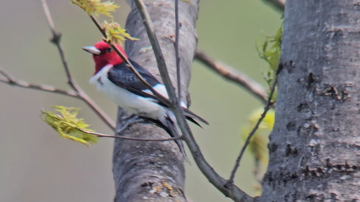 Red-headed Woodpecker - ML619312516