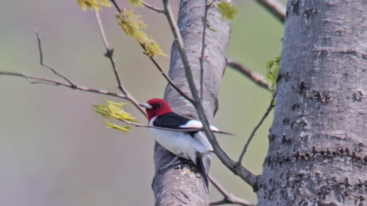Red-headed Woodpecker - ML619312517