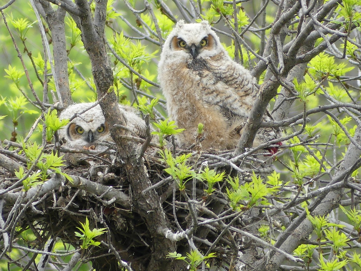 Great Horned Owl - ML619312520
