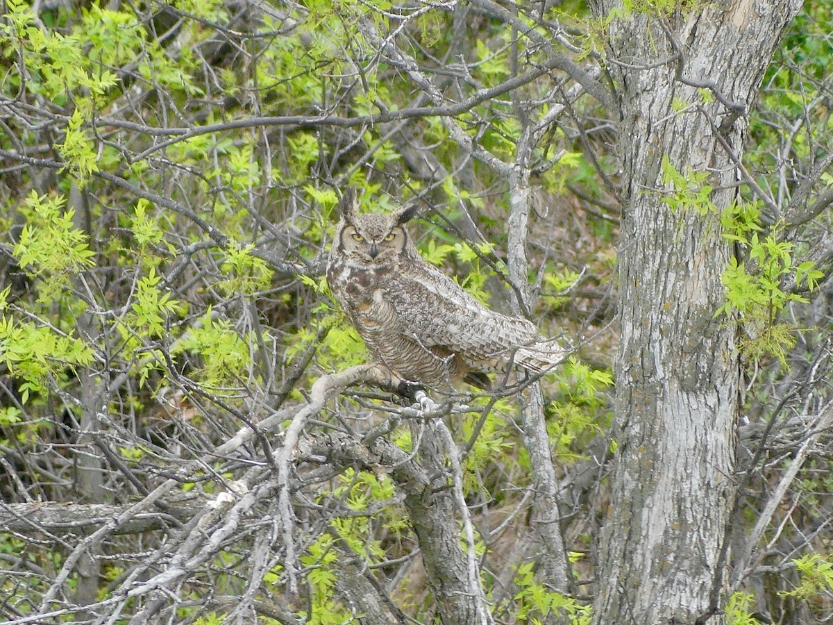 Great Horned Owl - ML619312521