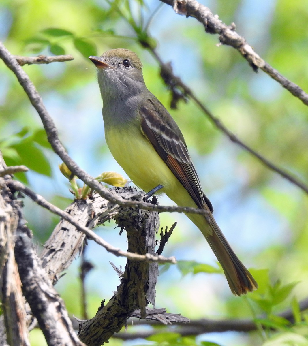 Great Crested Flycatcher - ML619312564