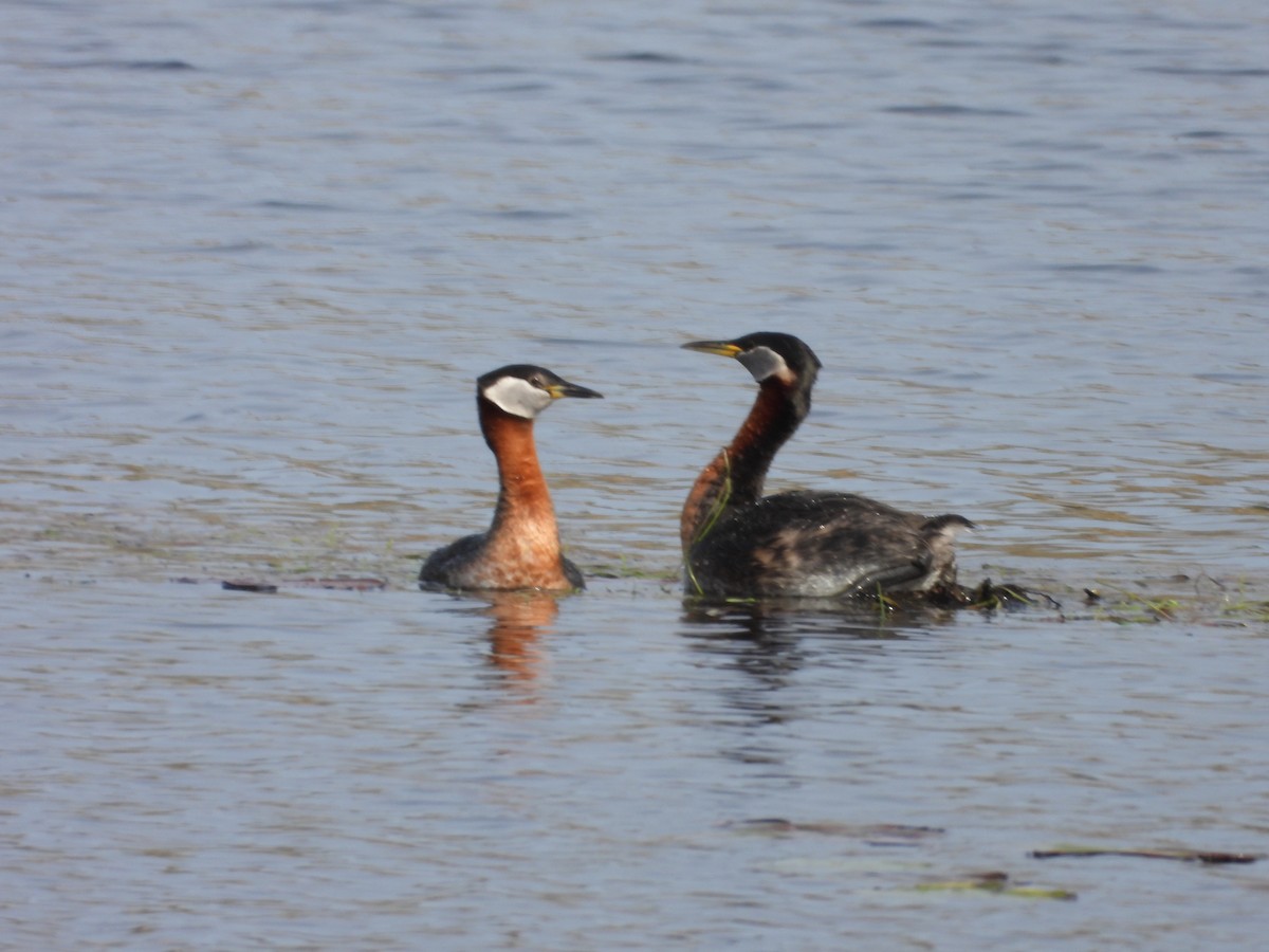 Red-necked Grebe - ML619312568