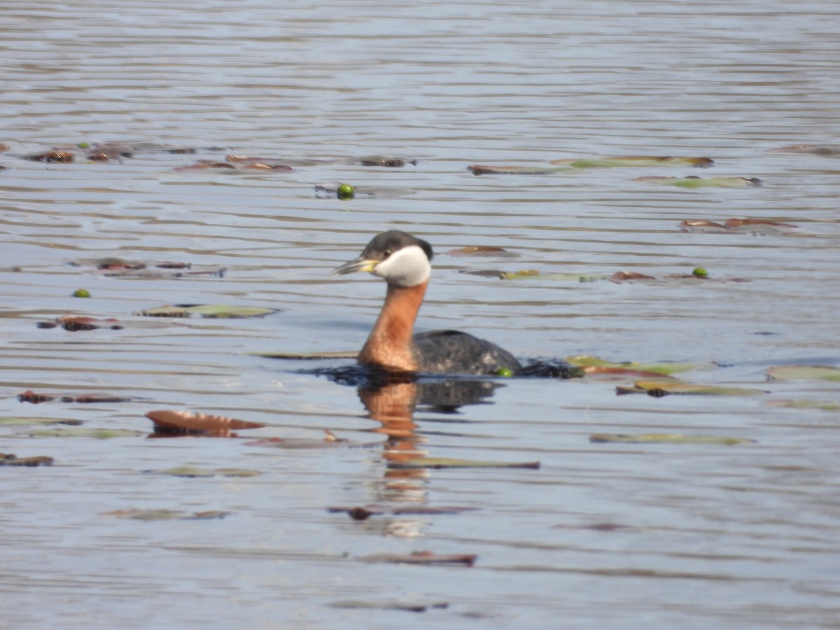 Red-necked Grebe - ML619312569