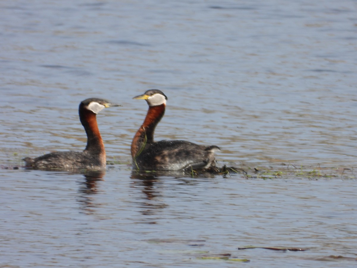 Red-necked Grebe - ML619312570