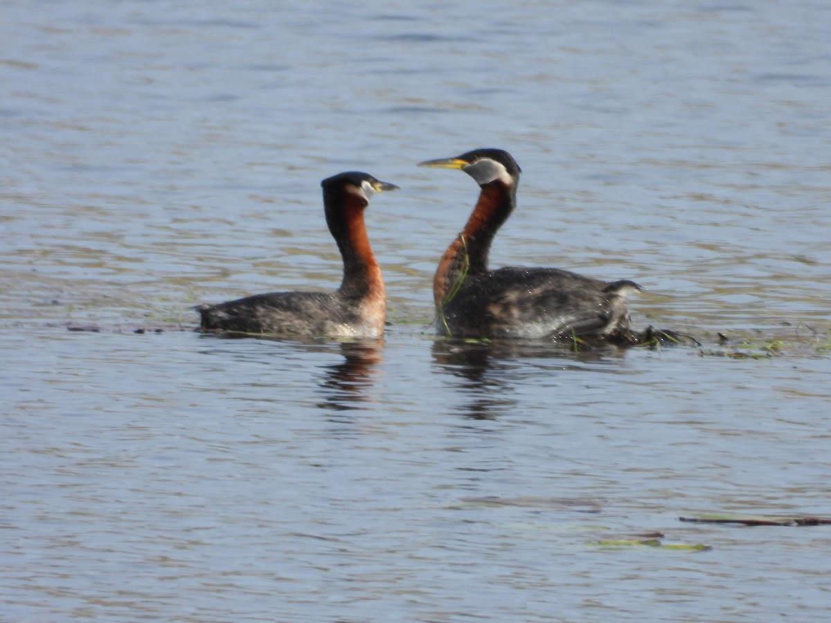 Red-necked Grebe - ML619312571