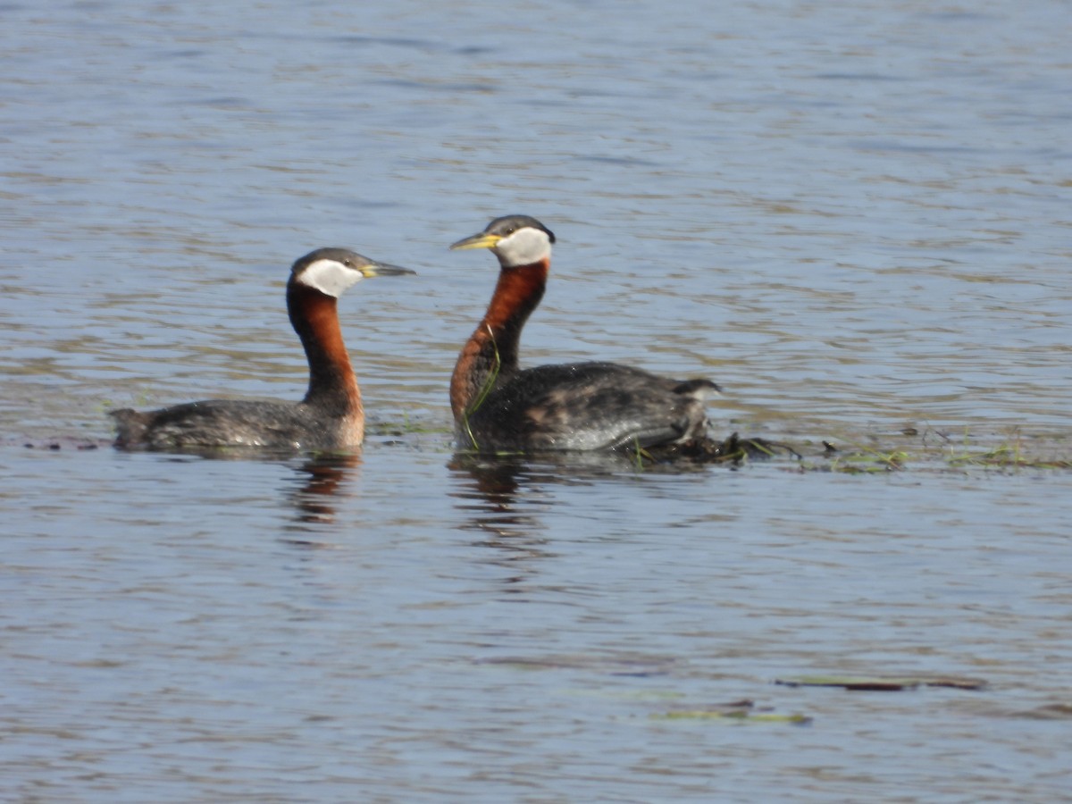 Red-necked Grebe - ML619312573
