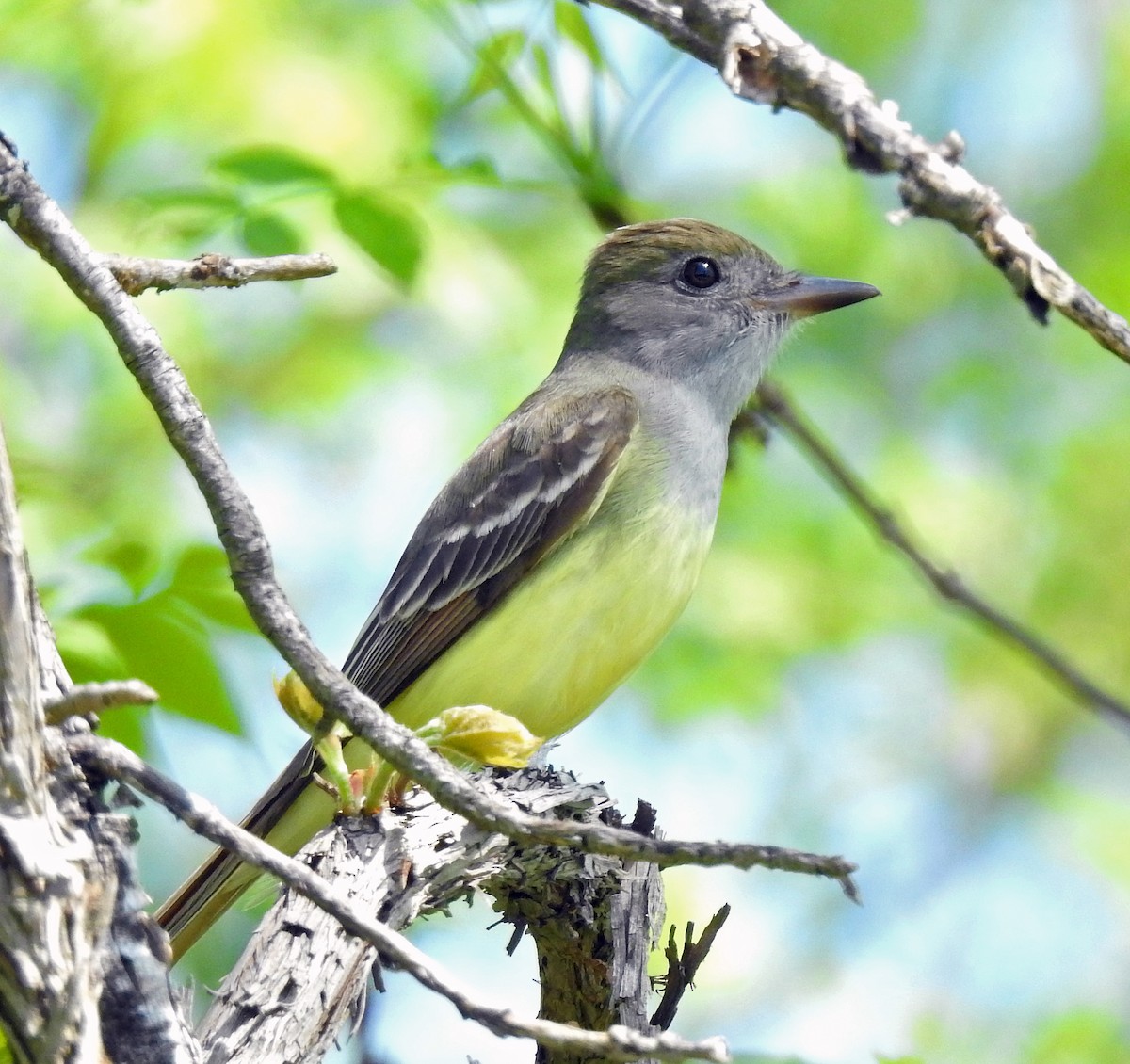 Great Crested Flycatcher - ML619312576