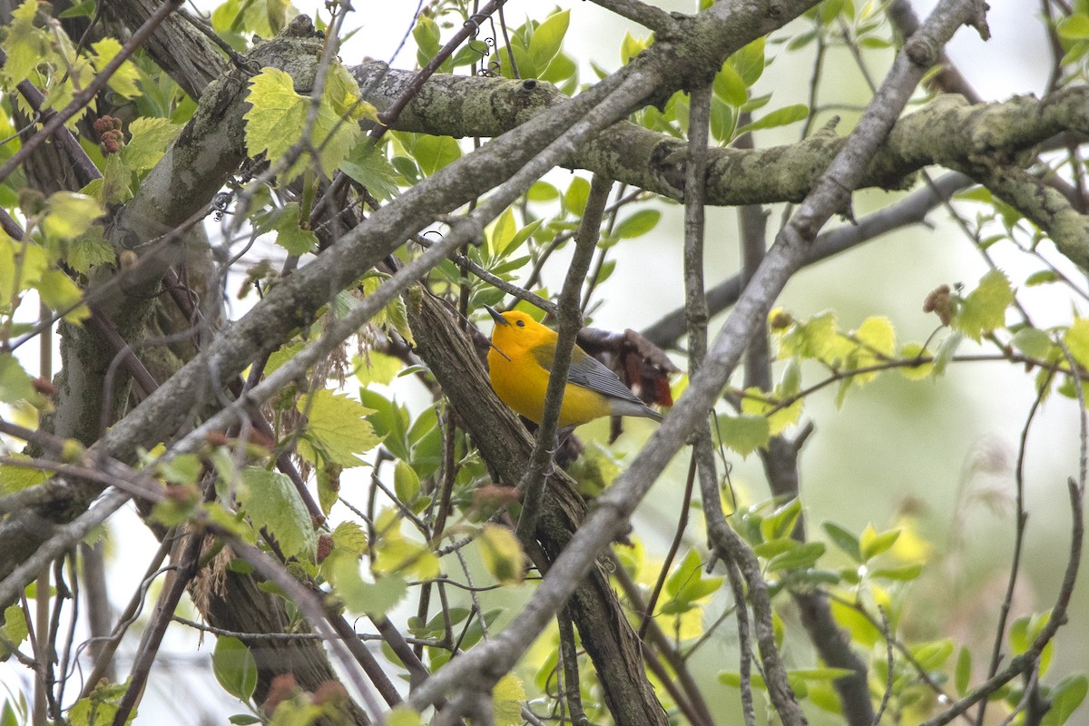 Prothonotary Warbler - ML619312622
