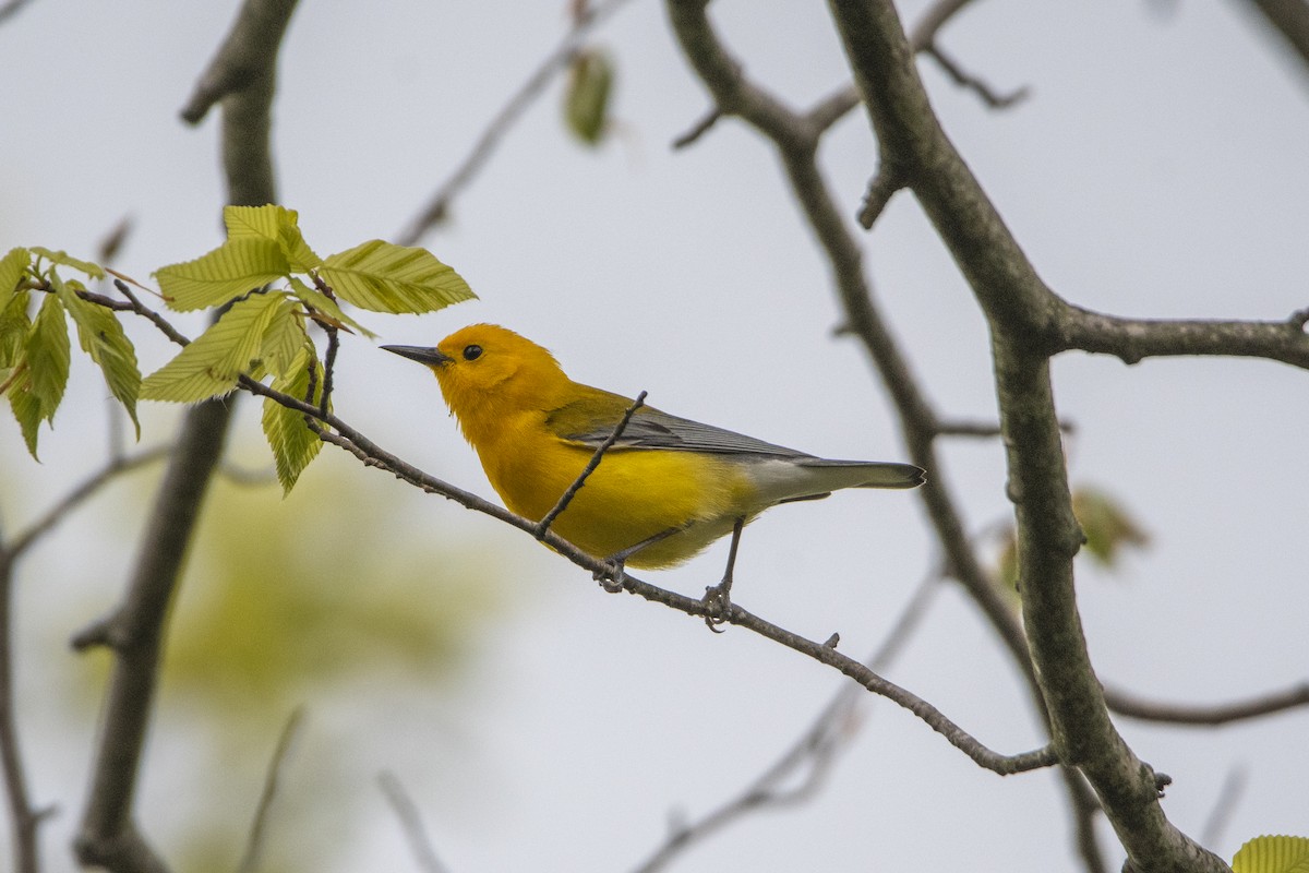 Prothonotary Warbler - ML619312623