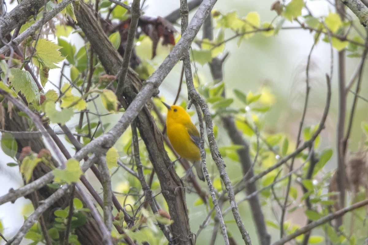 Prothonotary Warbler - ML619312624
