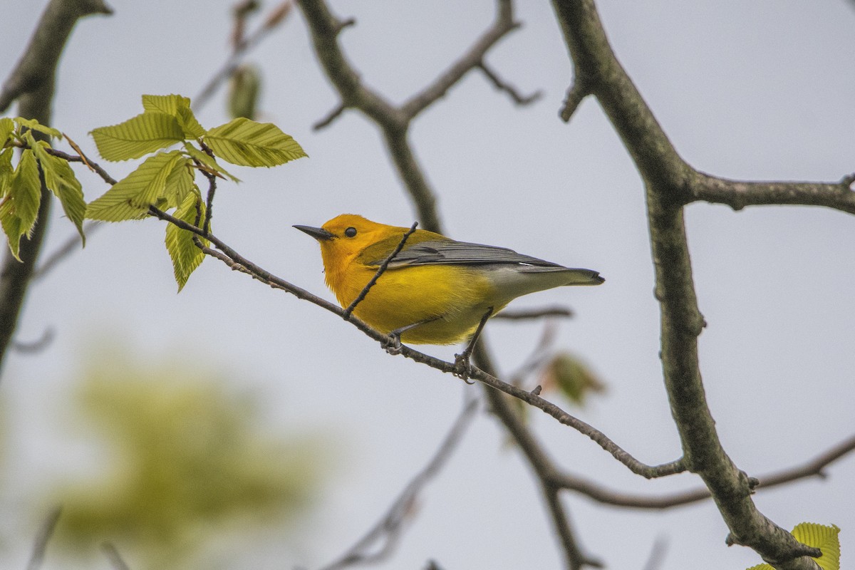 Prothonotary Warbler - ML619312625