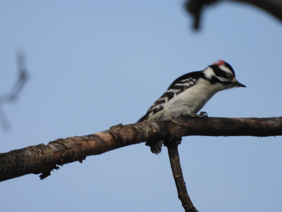 Downy Woodpecker - ML619312628