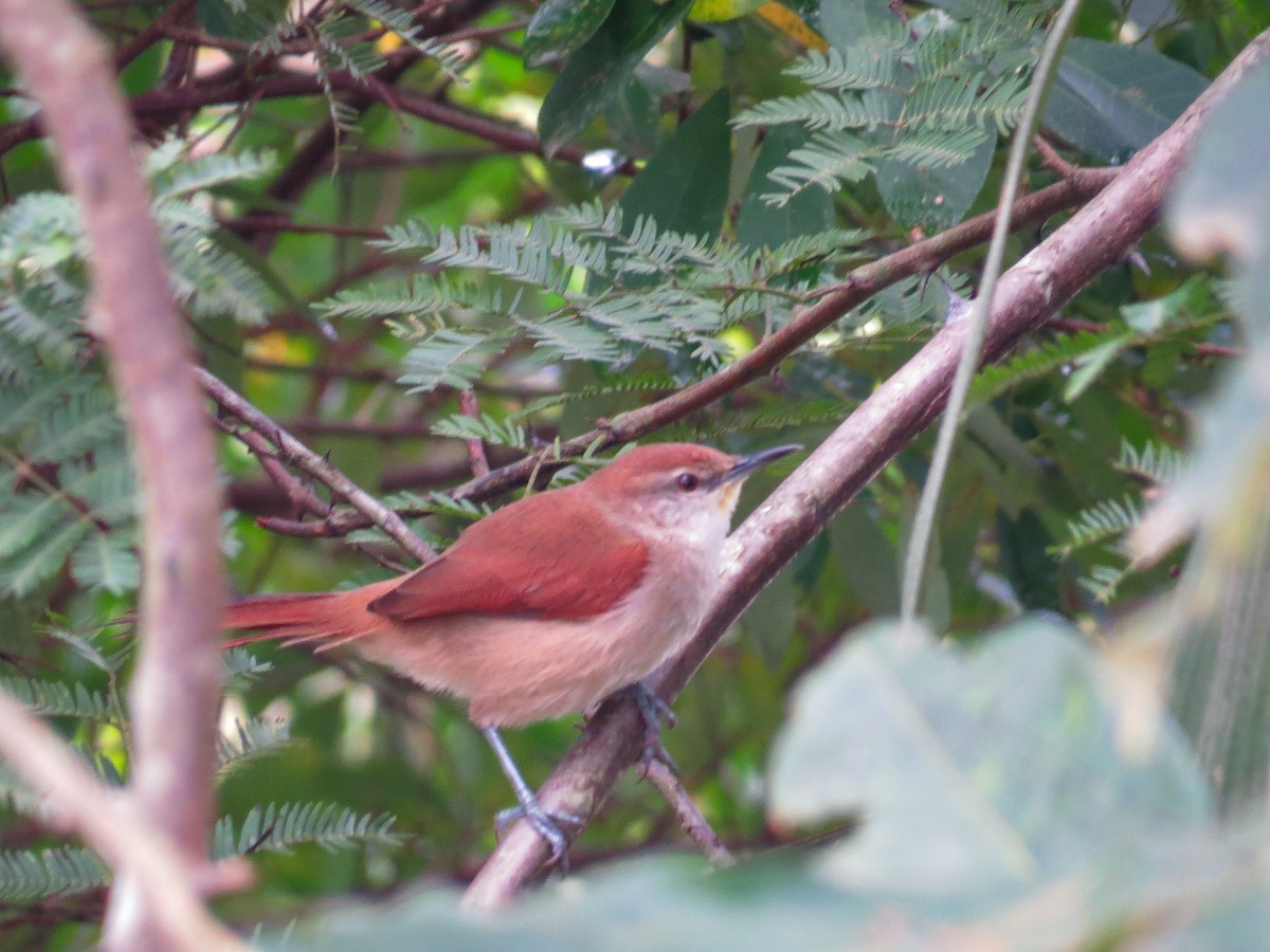 Yellow-chinned Spinetail - ML619312635
