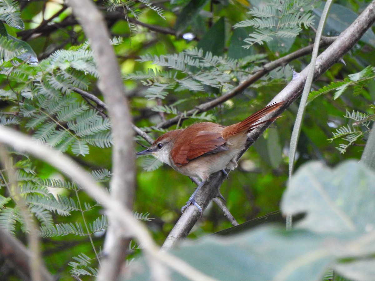 Yellow-chinned Spinetail - ML619312636