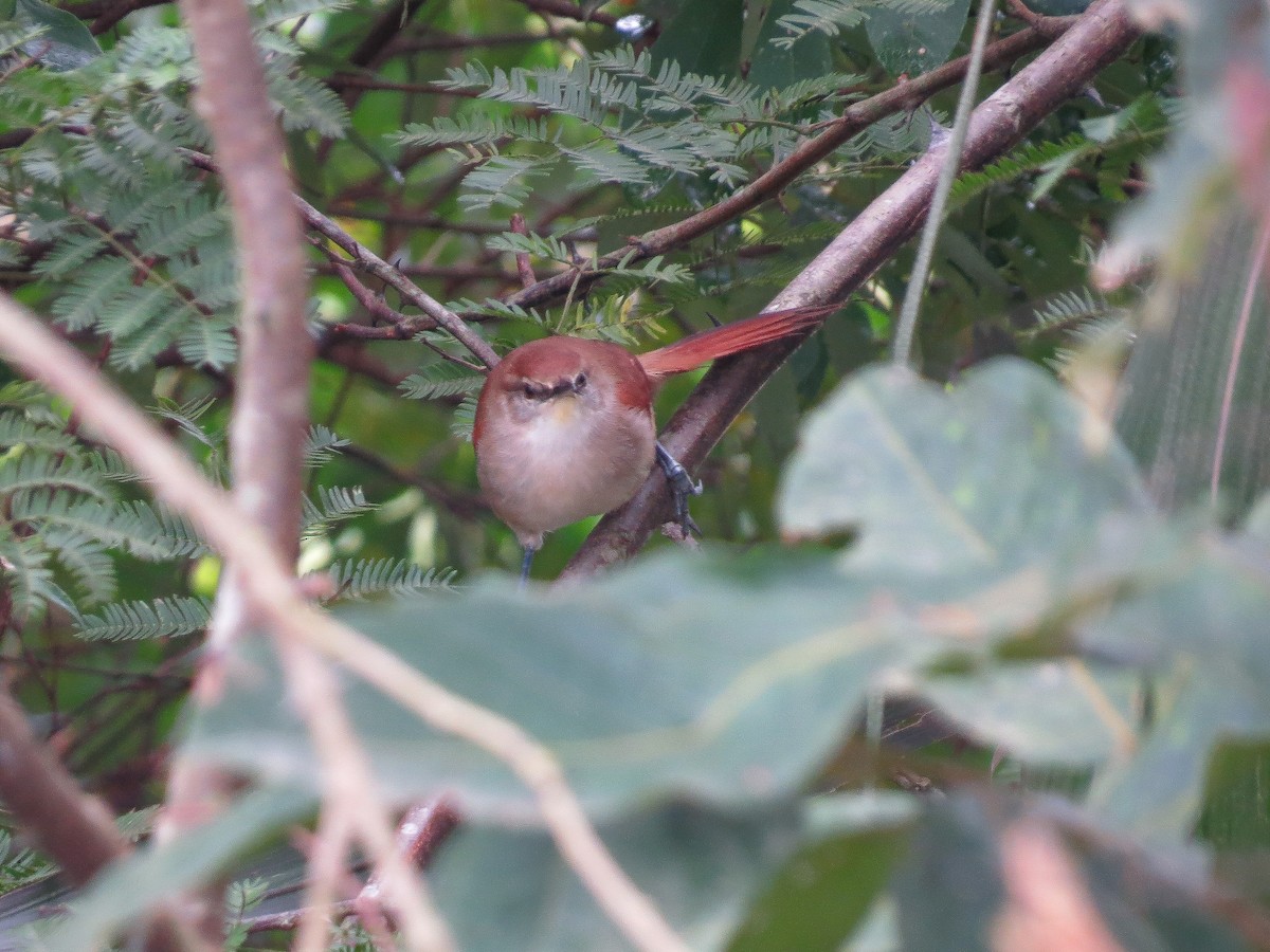 Yellow-chinned Spinetail - ML619312638