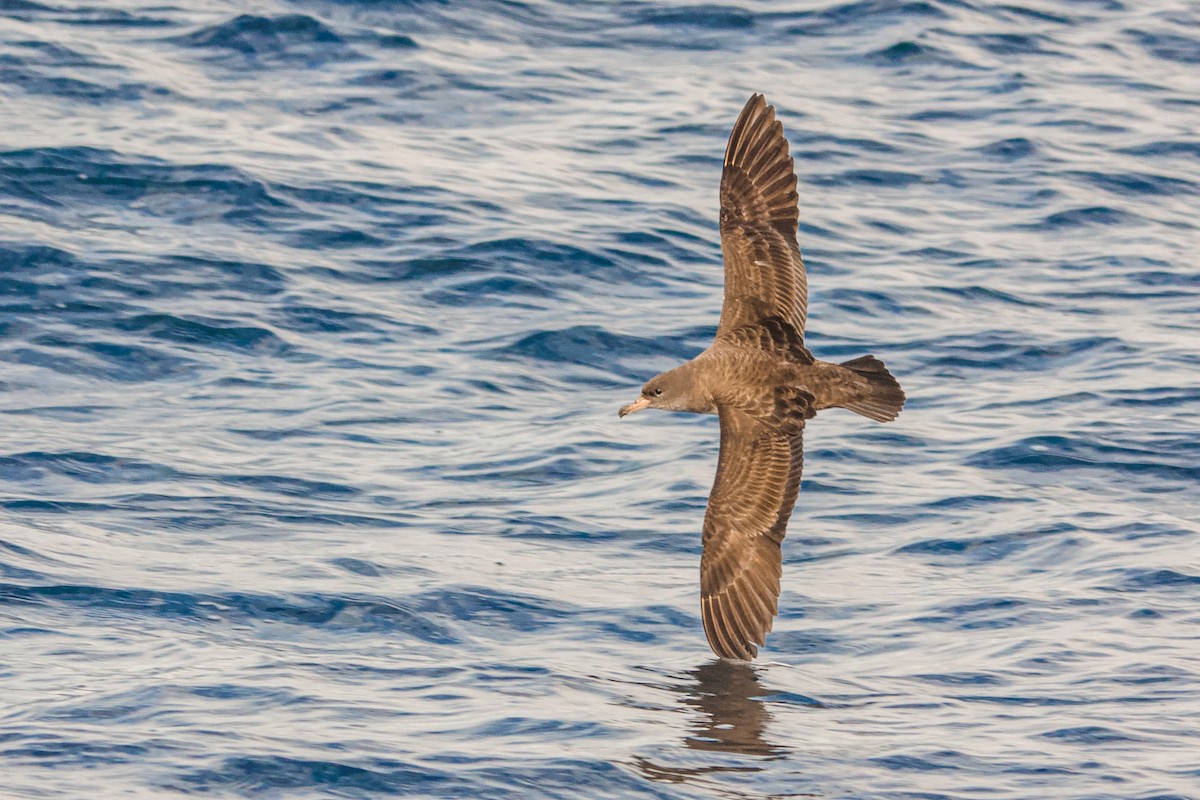 Pink-footed Shearwater - ML619312651