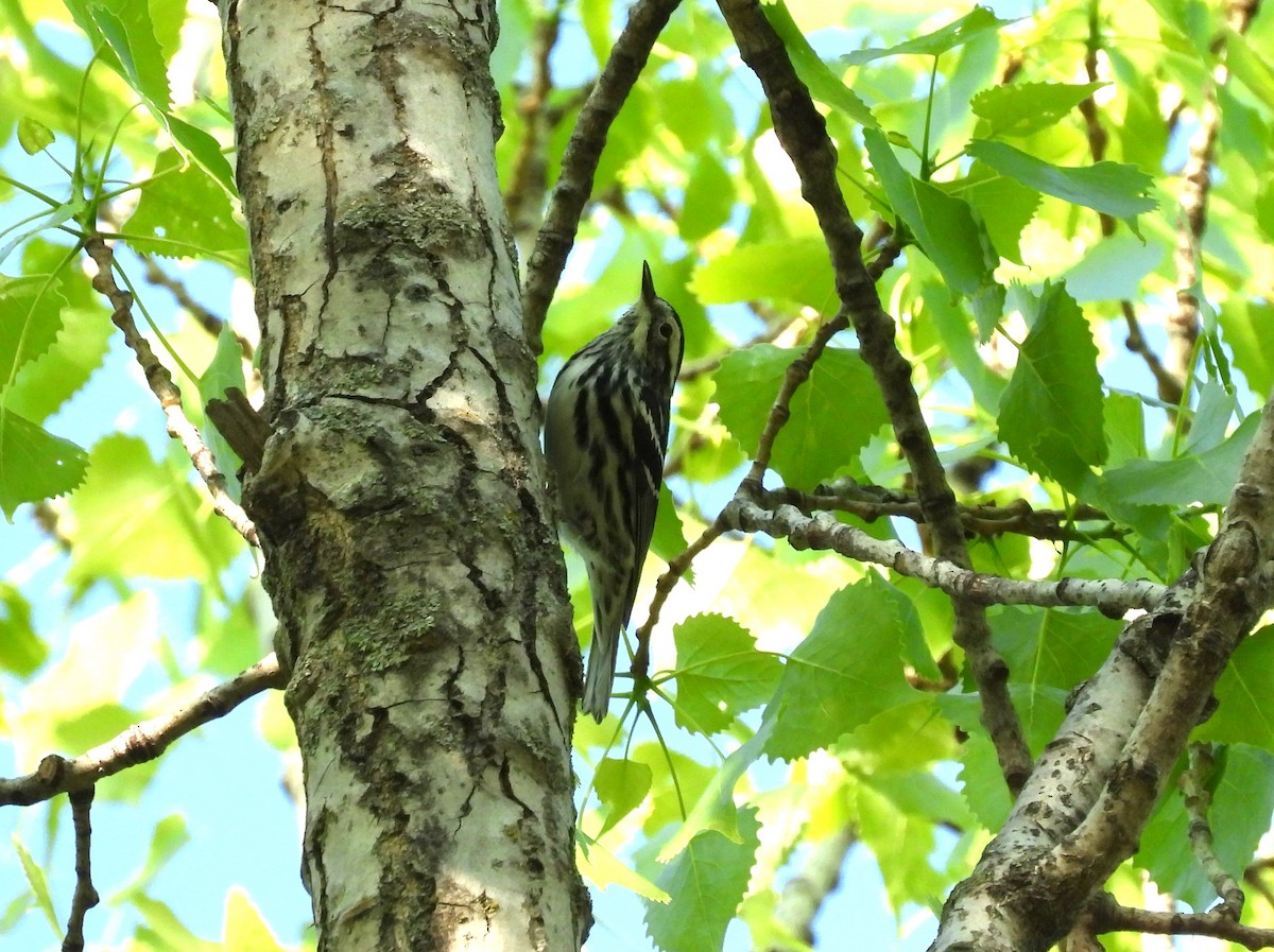 Black-and-white Warbler - ML619312666