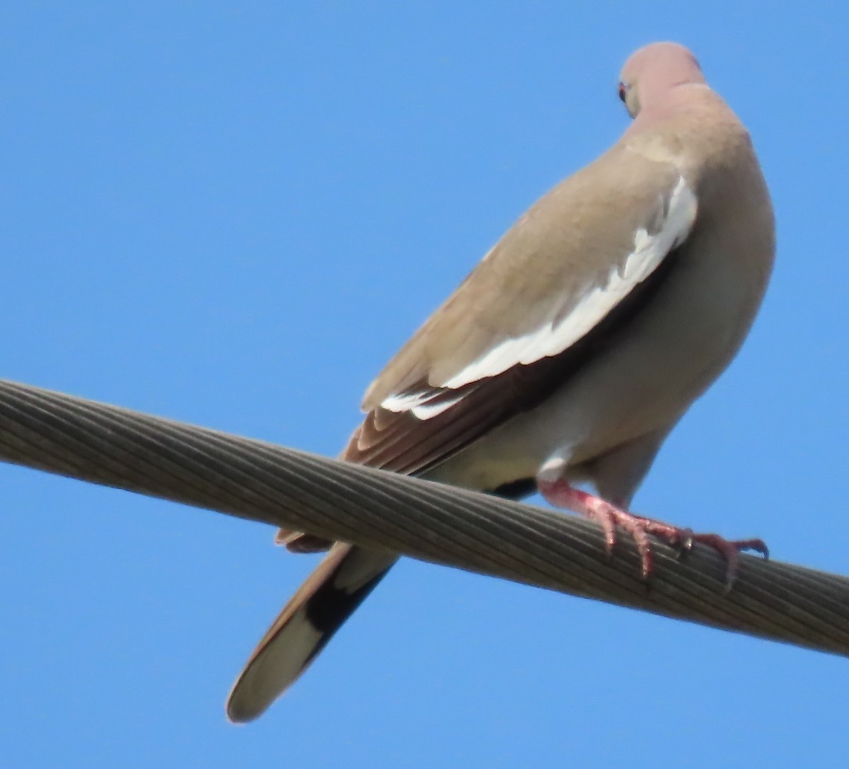White-winged Dove - ML619312679