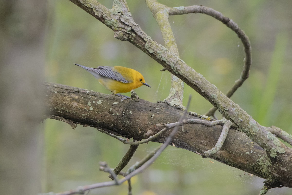 Prothonotary Warbler - ML619312693