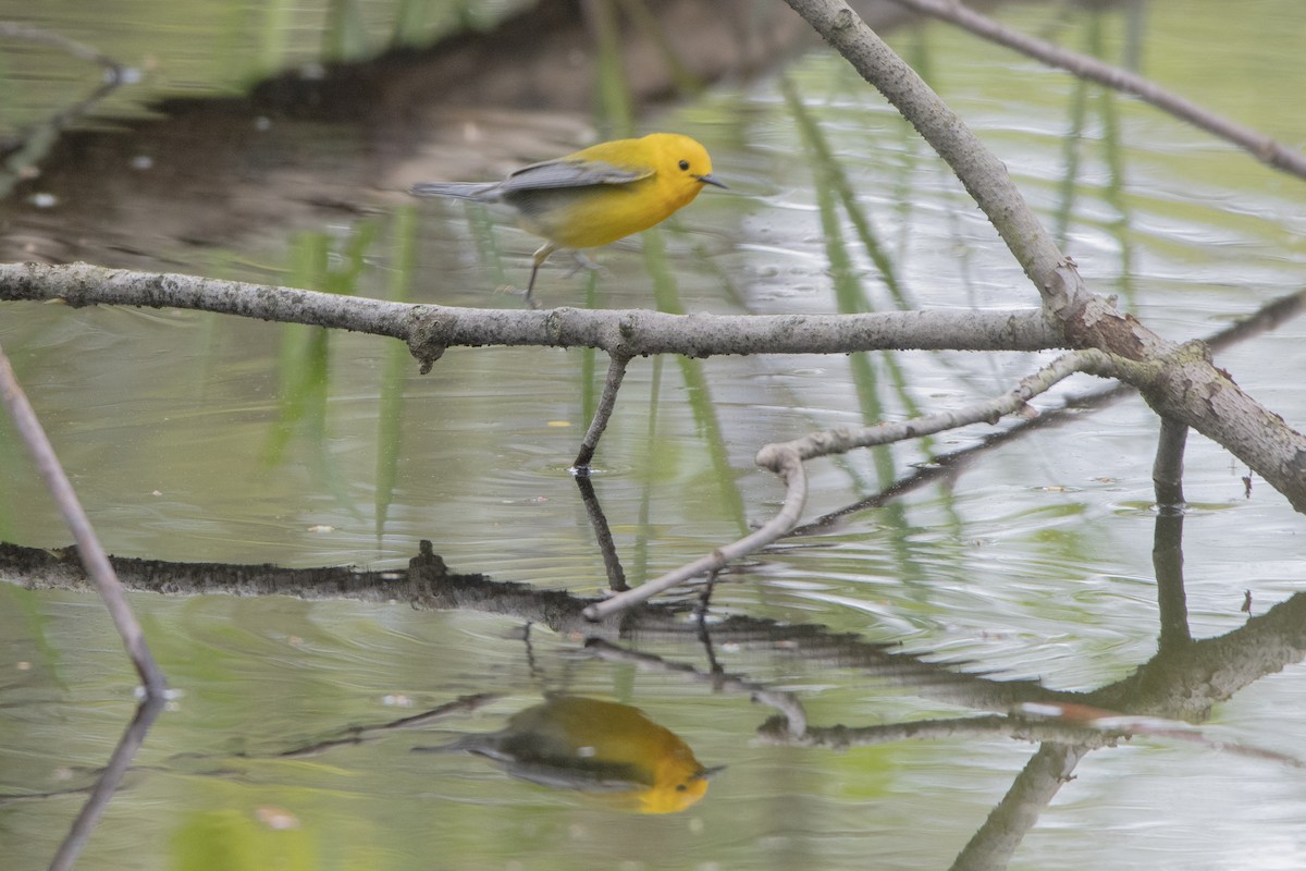 Prothonotary Warbler - ML619312695