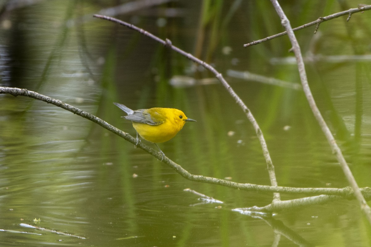 Prothonotary Warbler - ML619312696