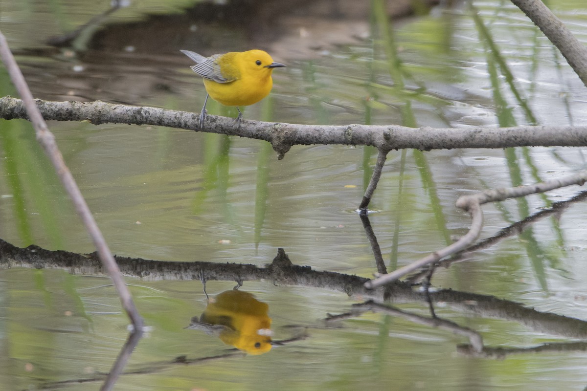 Prothonotary Warbler - ML619312698