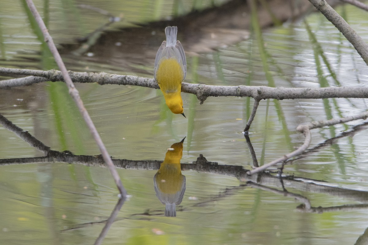Prothonotary Warbler - ML619312699