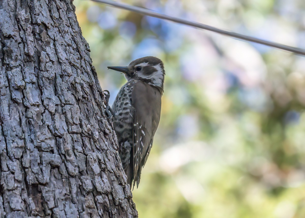 Arizona Woodpecker - ML619312728