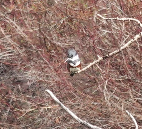 Belted Kingfisher - ML619312767