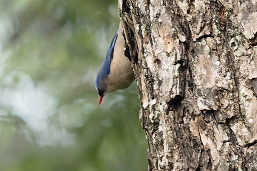 Velvet-fronted Nuthatch - ML619312798