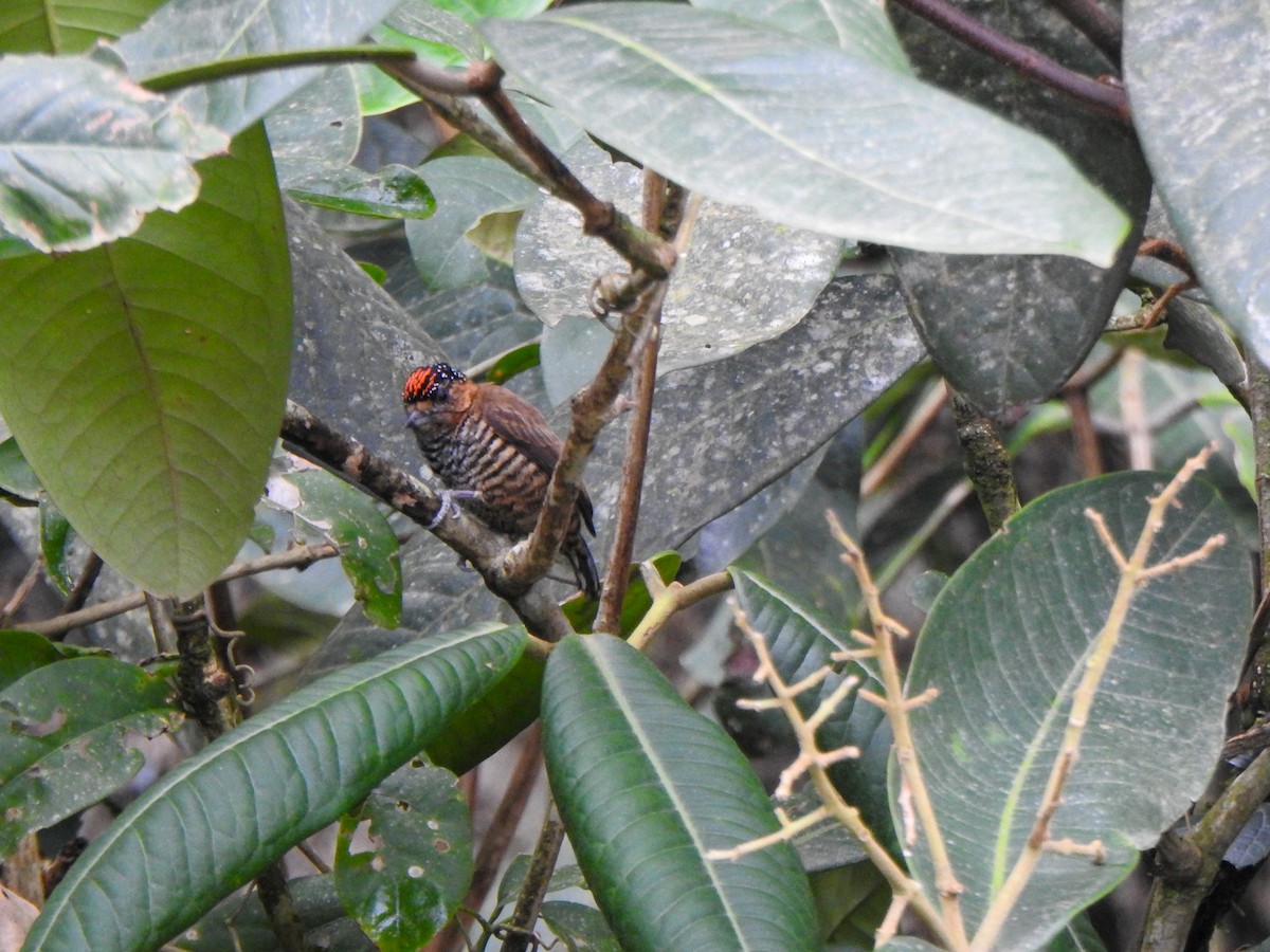 Ochre-collared Piculet - ML619312816