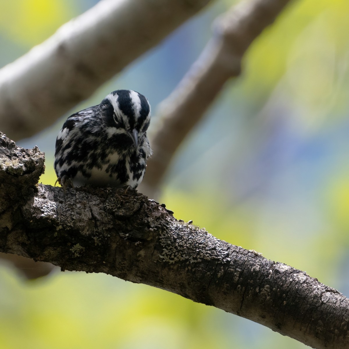 Black-and-white Warbler - ML619312845
