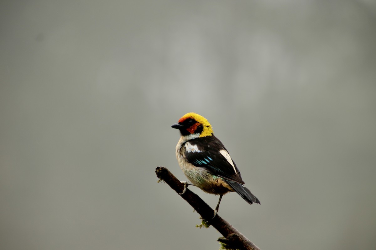 Flame-faced Tanager - ML619312847