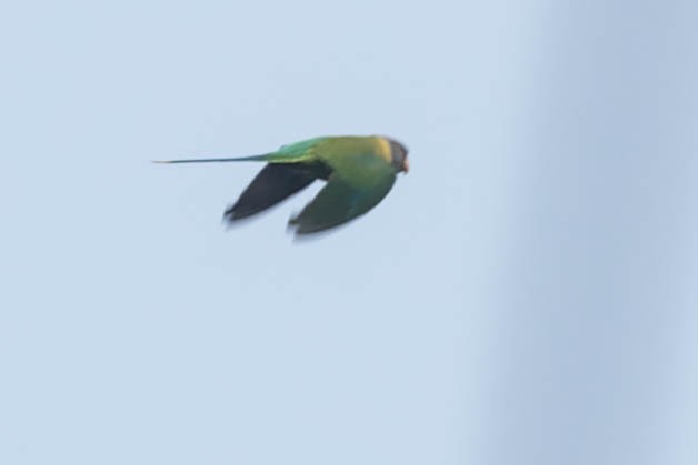 Plum-headed Parakeet - ML619312861