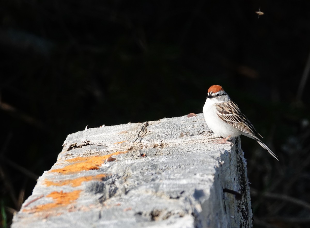 Chipping Sparrow - ML619312862