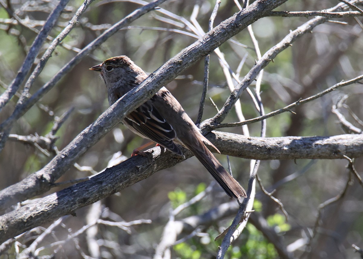 Golden-crowned Sparrow - ML619312866