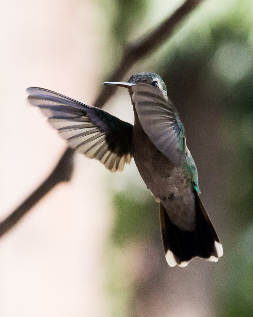 kolibřík lesklobřichý - ML619312873