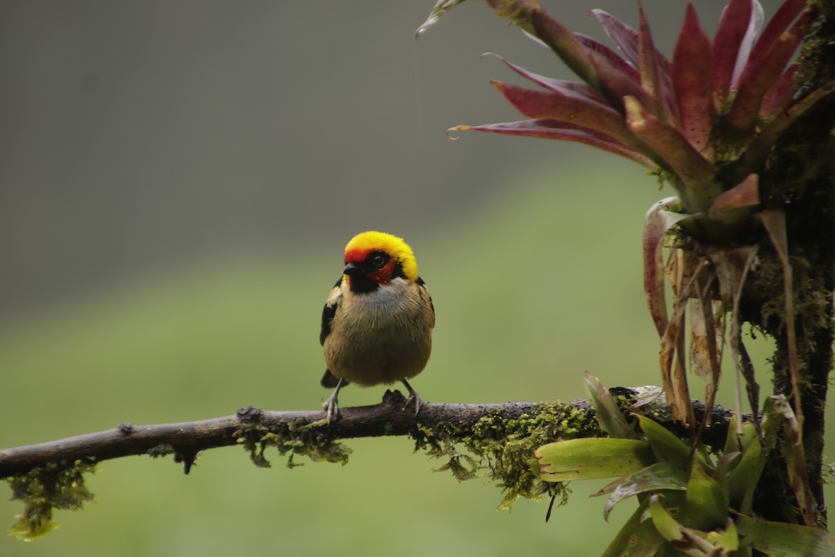 Flame-faced Tanager - ML619312897